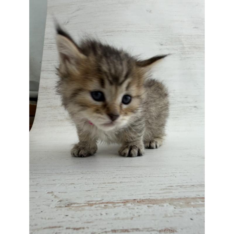 販売中の長野県のピクシーボブ-137930の5枚目