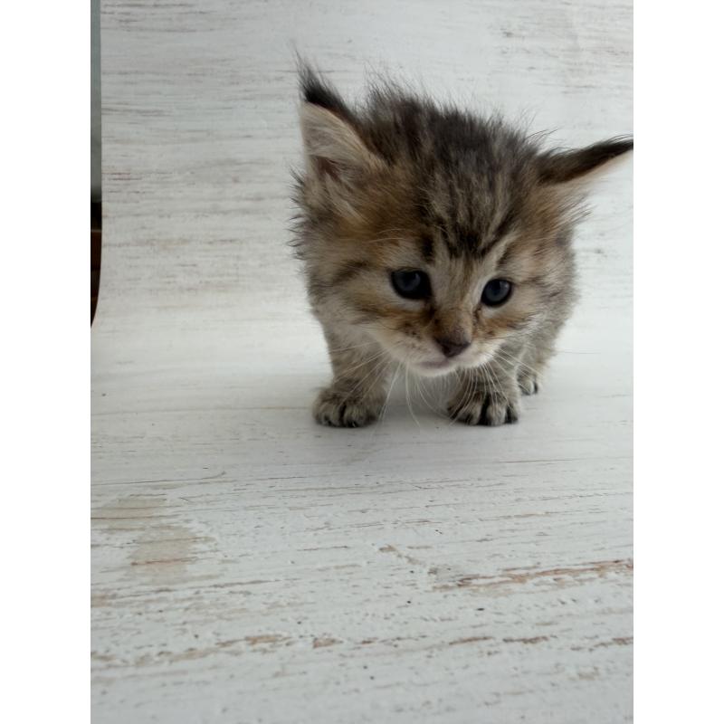 販売中の長野県のピクシーボブ-137930の4枚目