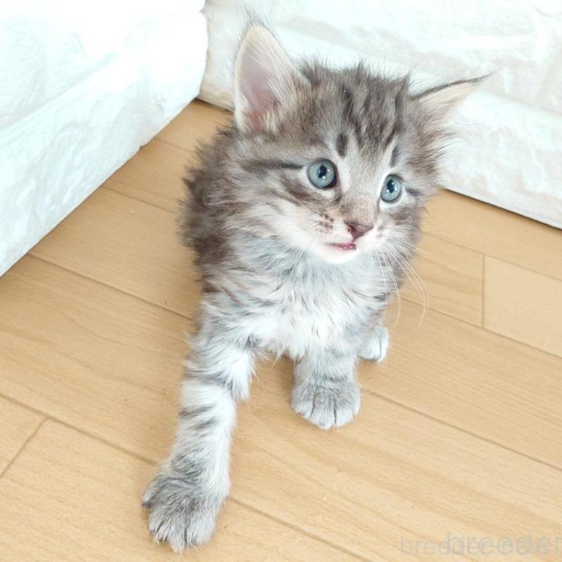 販売中の東京都のノルウェージャンフォレストキャット-137931の8枚目