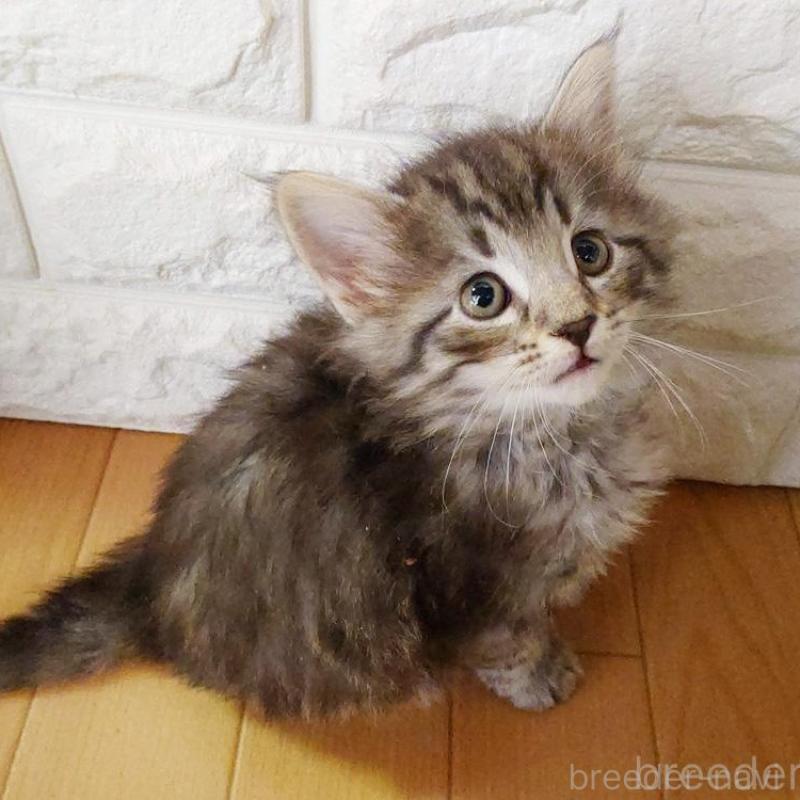 販売中の東京都のノルウェージャンフォレストキャット-137931の7枚目