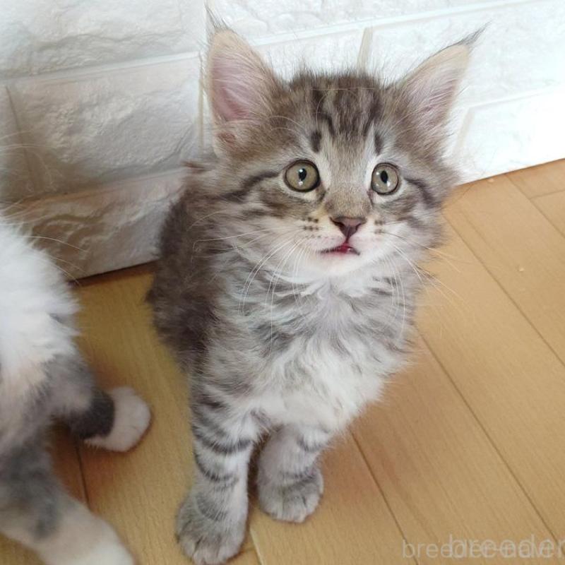 販売中の東京都のノルウェージャンフォレストキャット-137931の5枚目