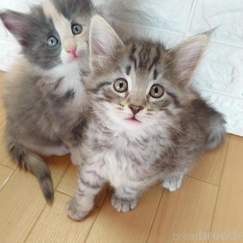 販売中の東京都のノルウェージャンフォレストキャット-137931の4枚目