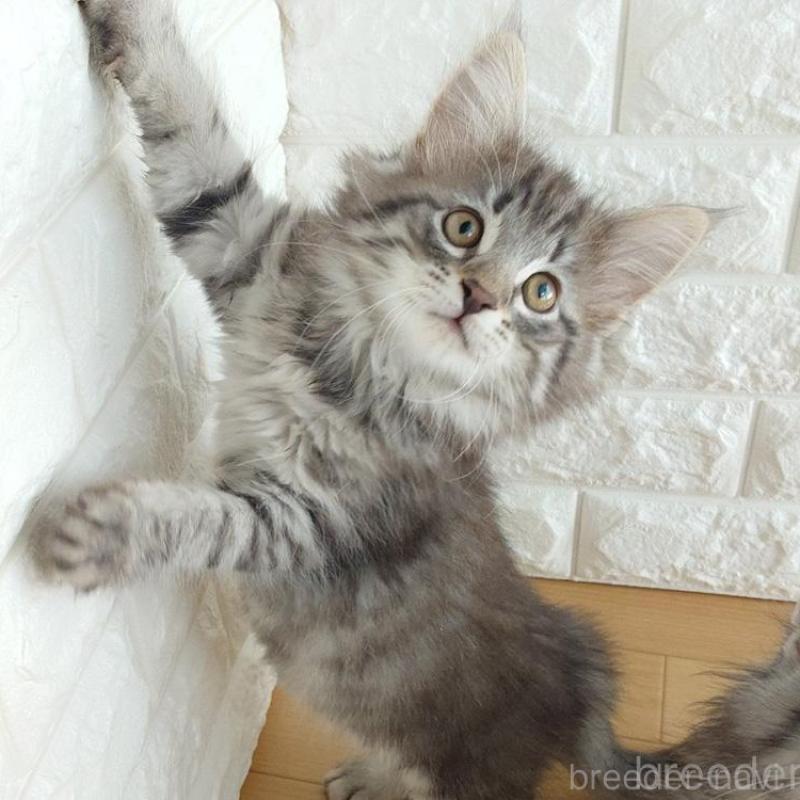 販売中の東京都のノルウェージャンフォレストキャット-137931の3枚目