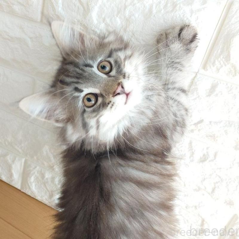 販売中の東京都のノルウェージャンフォレストキャット-137931の2枚目