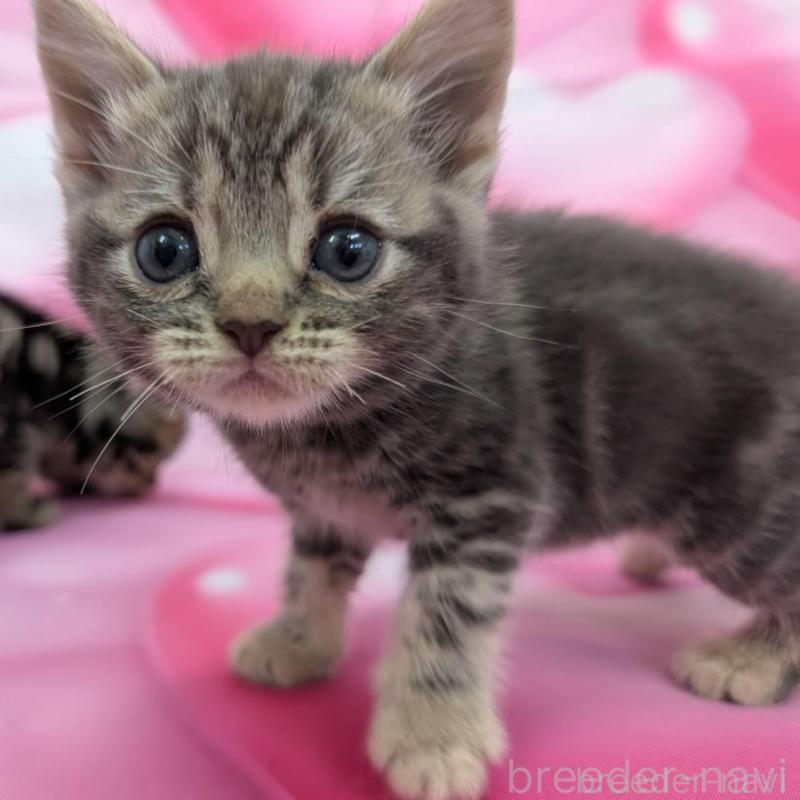 成約済の大阪府のアメリカンショートヘア-137932の1枚目