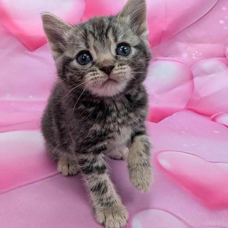 成約済の大阪府のアメリカンショートヘア-137932の2枚目