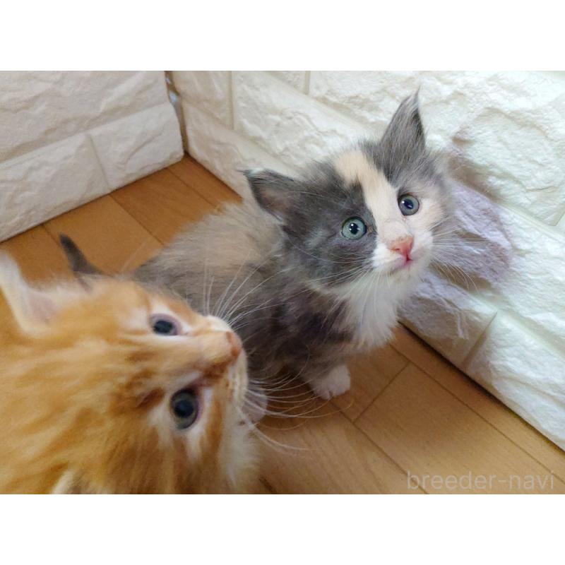 販売中の東京都のノルウェージャンフォレストキャット-137933の10枚目