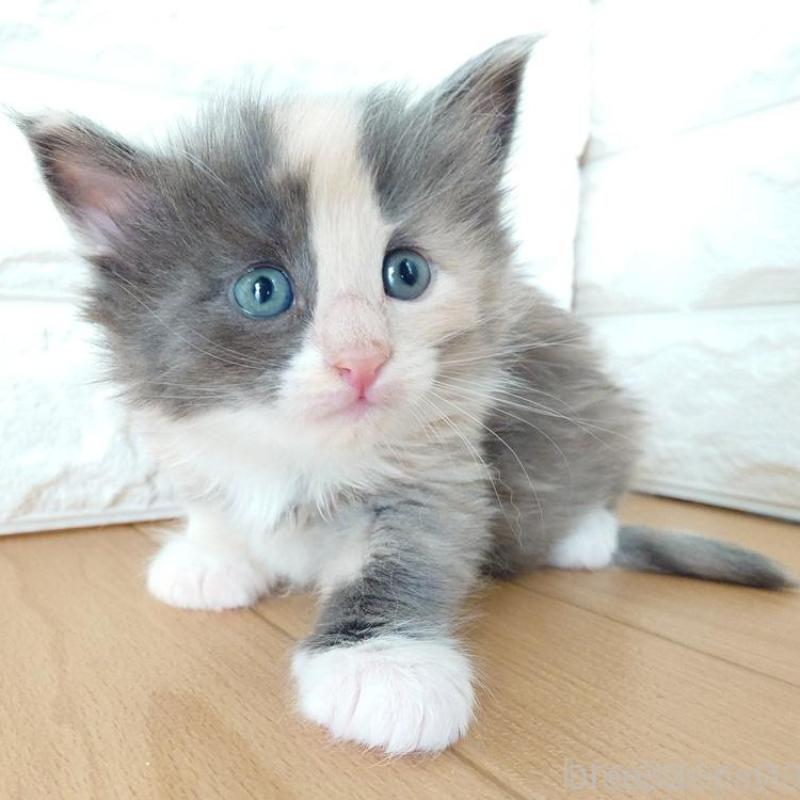 販売中の東京都のノルウェージャンフォレストキャット-137933の9枚目