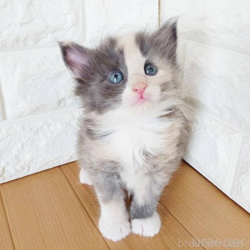 販売中の東京都のノルウェージャンフォレストキャット-137933の8枚目