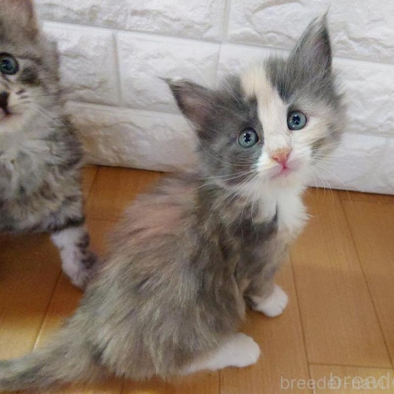 販売中の東京都のノルウェージャンフォレストキャット-137933の7枚目