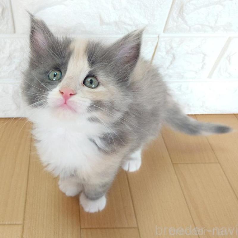 販売中の東京都のノルウェージャンフォレストキャット-137933の6枚目