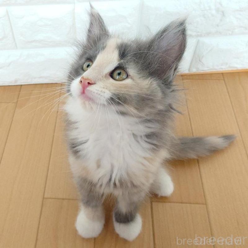 販売中の東京都のノルウェージャンフォレストキャット-137933の4枚目