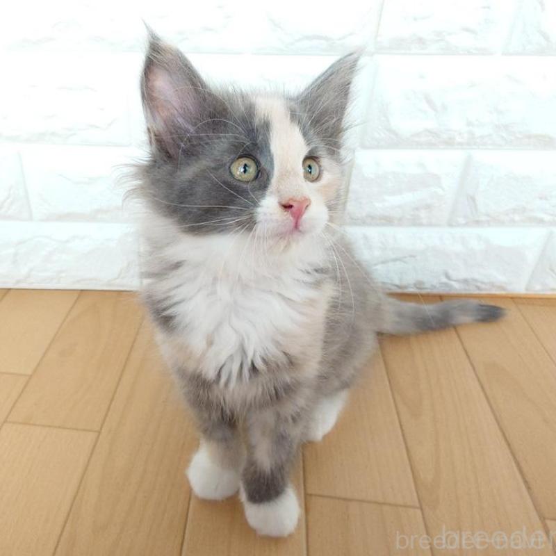 販売中の東京都のノルウェージャンフォレストキャット-137933の3枚目