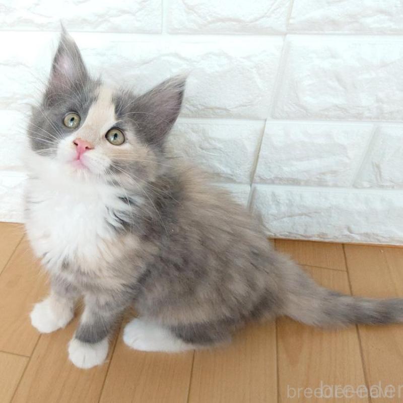 販売中の東京都のノルウェージャンフォレストキャット-137933の2枚目