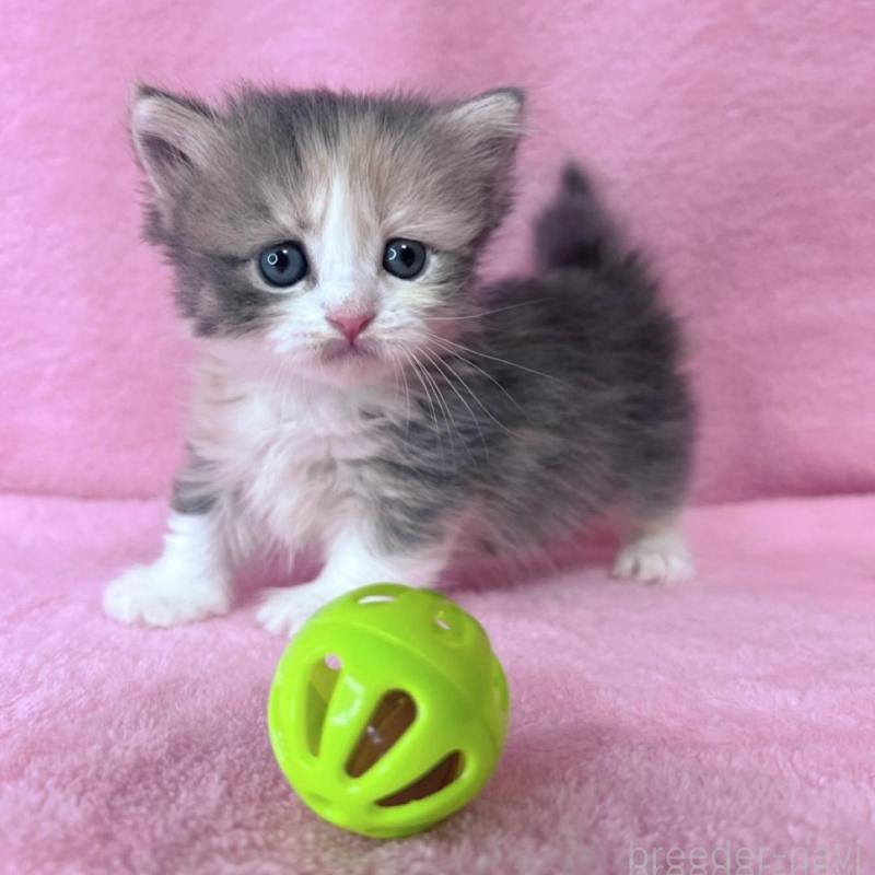 販売中の千葉県のミヌエット(短足)-137934の6枚目