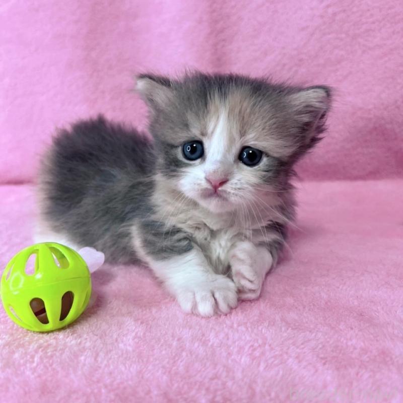 販売中の千葉県のミヌエット(短足)-137934の5枚目