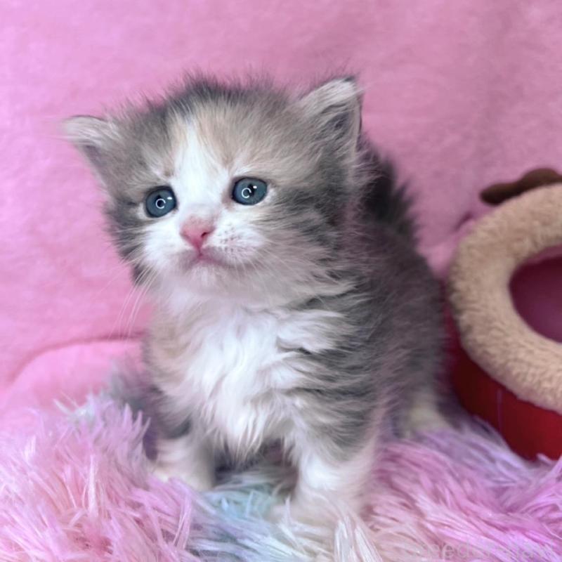 販売中の千葉県のミヌエット(短足)-137934の4枚目