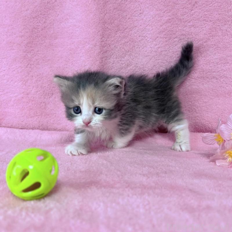 販売中の千葉県のミヌエット(短足)-137934の3枚目