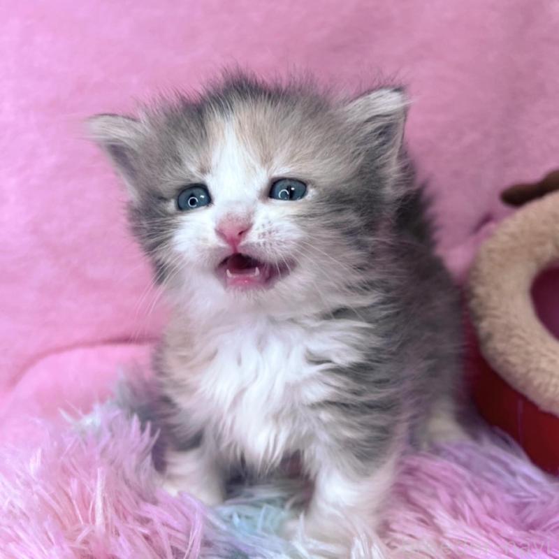 販売中の千葉県のミヌエット(短足)-137934の2枚目