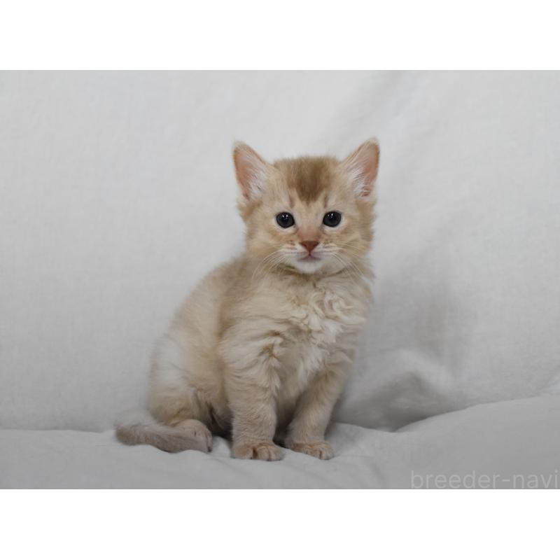 販売中の大阪府のソマリ-137876の6枚目