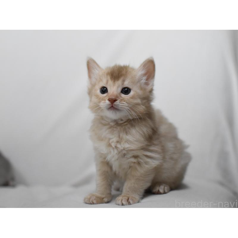 販売中の大阪府のソマリ-137876の5枚目