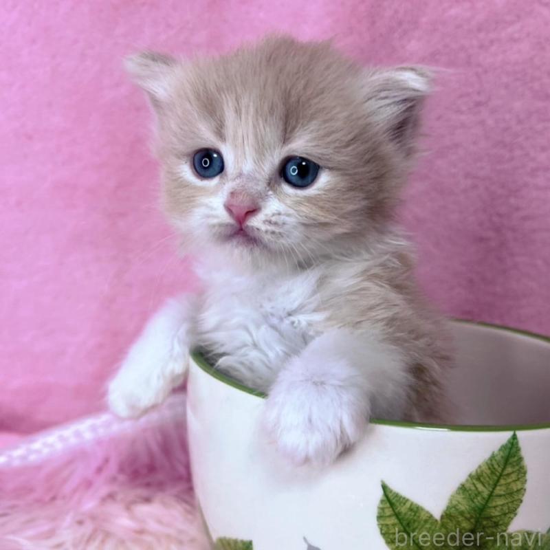 販売中の千葉県のミヌエット-137935の7枚目