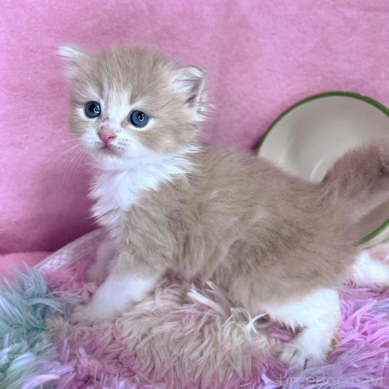 販売中の千葉県のミヌエット-137935の6枚目