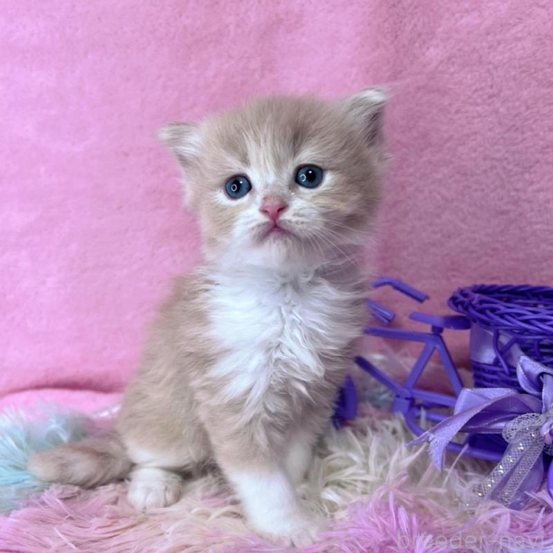 販売中の千葉県のミヌエット-137935の5枚目