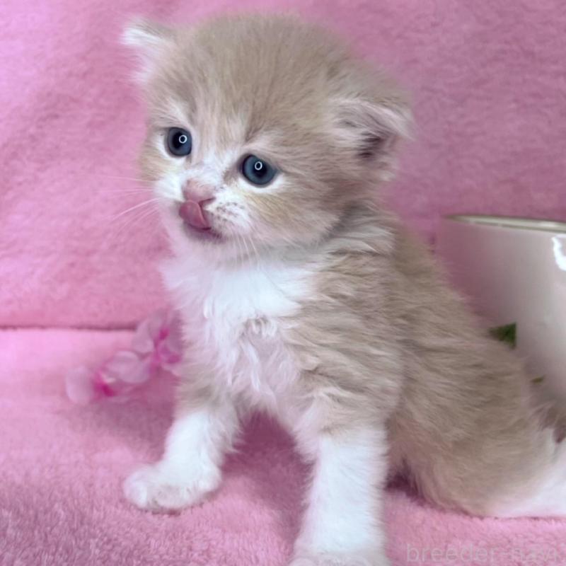 販売中の千葉県のミヌエット-137935の3枚目