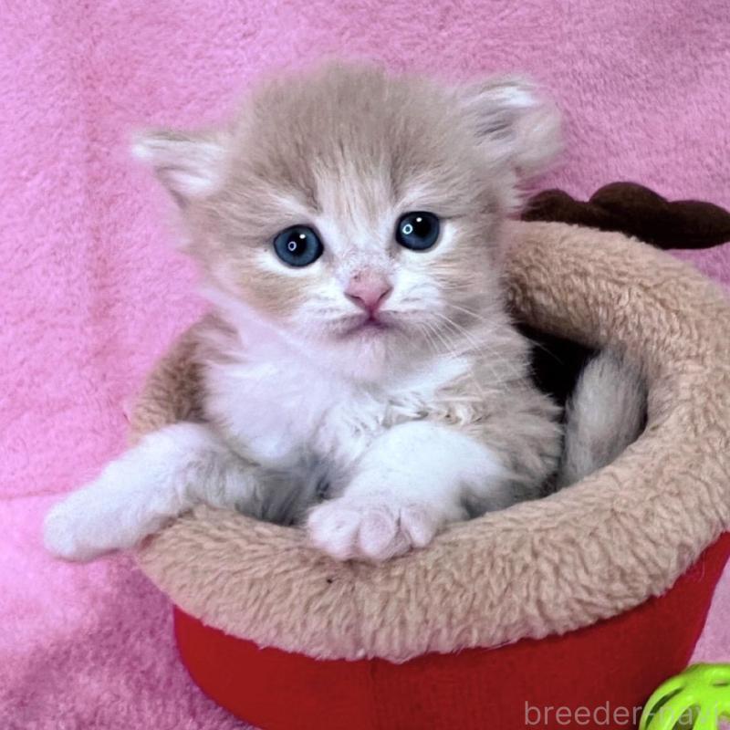 販売中の千葉県のミヌエット-137935の1枚目