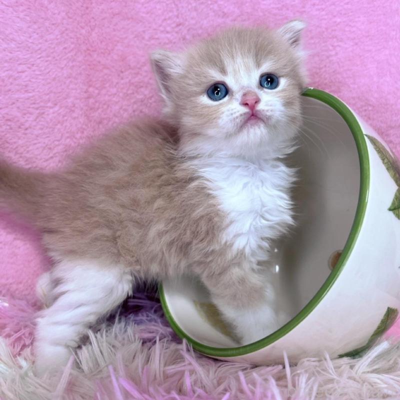 販売中の千葉県のミヌエット-137935の2枚目