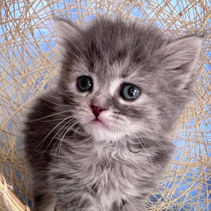 販売中の千葉県のミヌエット-137936の1枚目