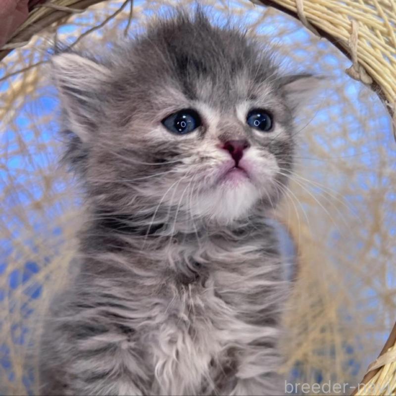 販売中の千葉県のミヌエット-137936の7枚目