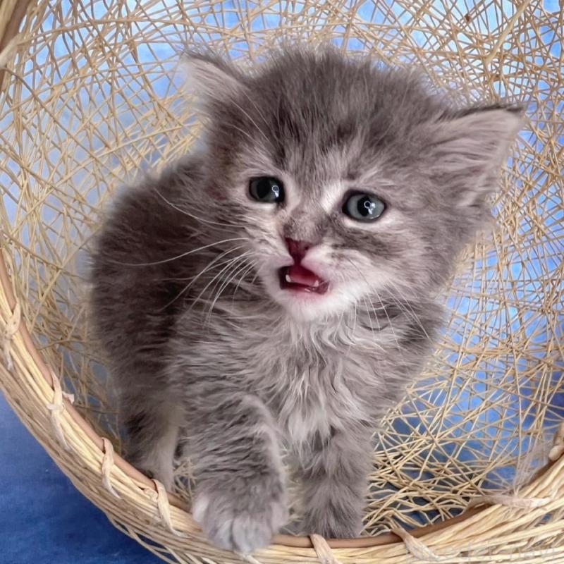 販売中の千葉県のミヌエット-137936の6枚目