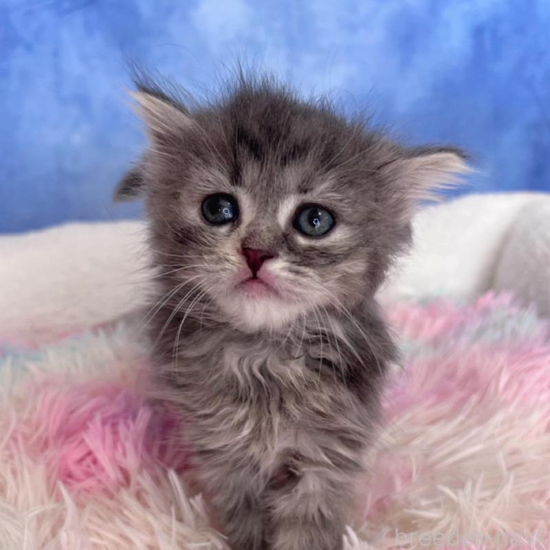 販売中の千葉県のミヌエット-137936の5枚目