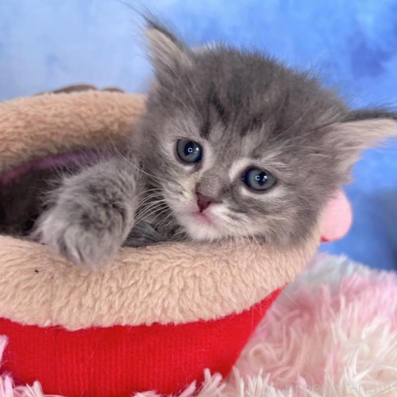 販売中の千葉県のミヌエット-137936の4枚目