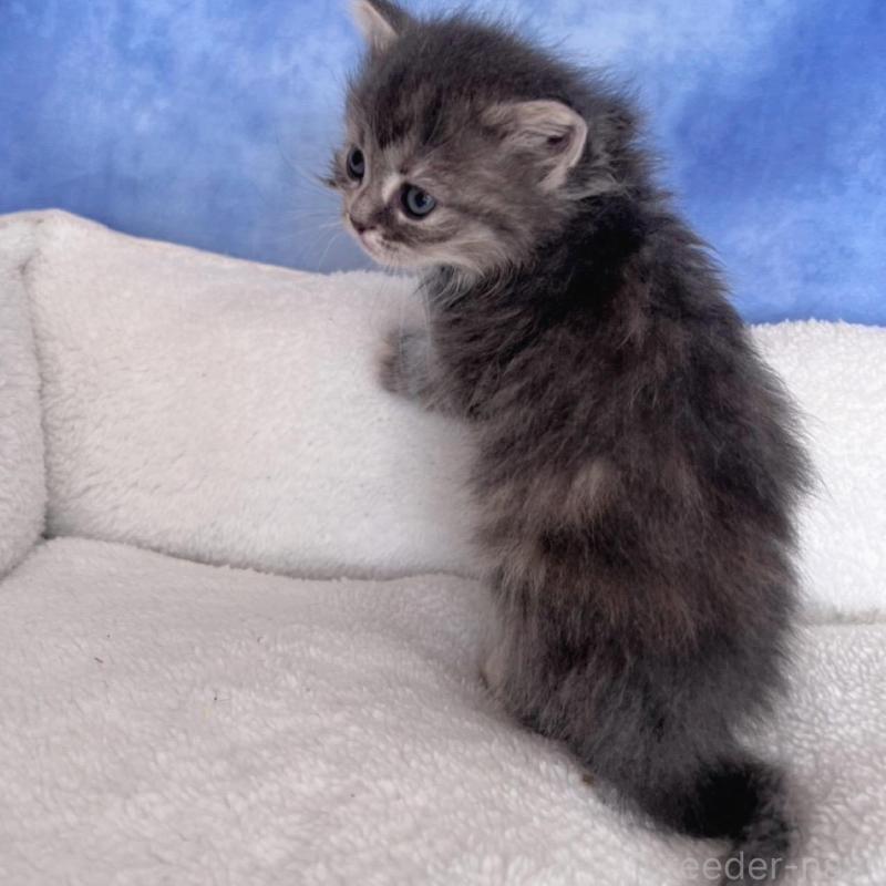 販売中の千葉県のミヌエット-137936の3枚目