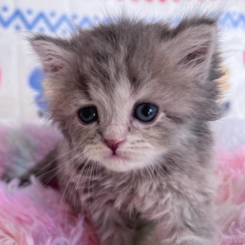 販売中の千葉県のラガマフィン-137937の1枚目