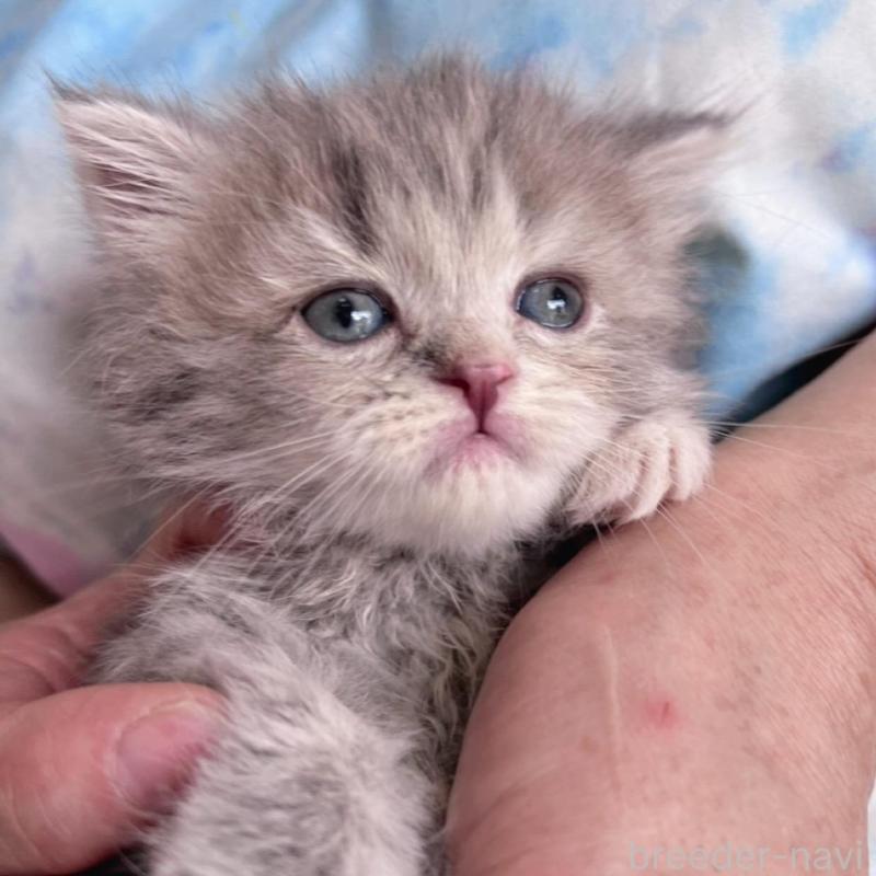 販売中の千葉県のラガマフィン-137937の7枚目