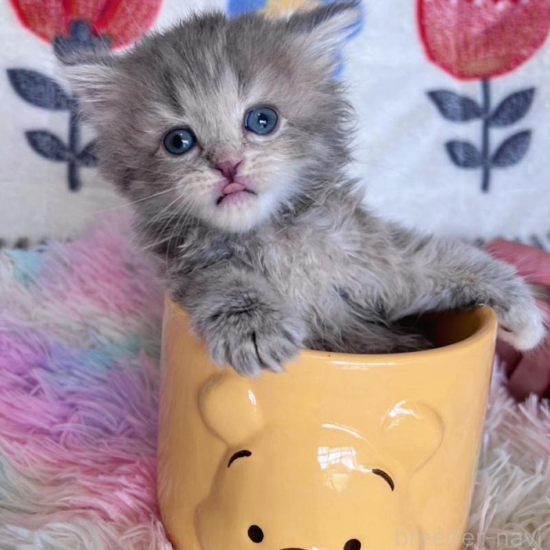 販売中の千葉県のラガマフィン-137937の6枚目