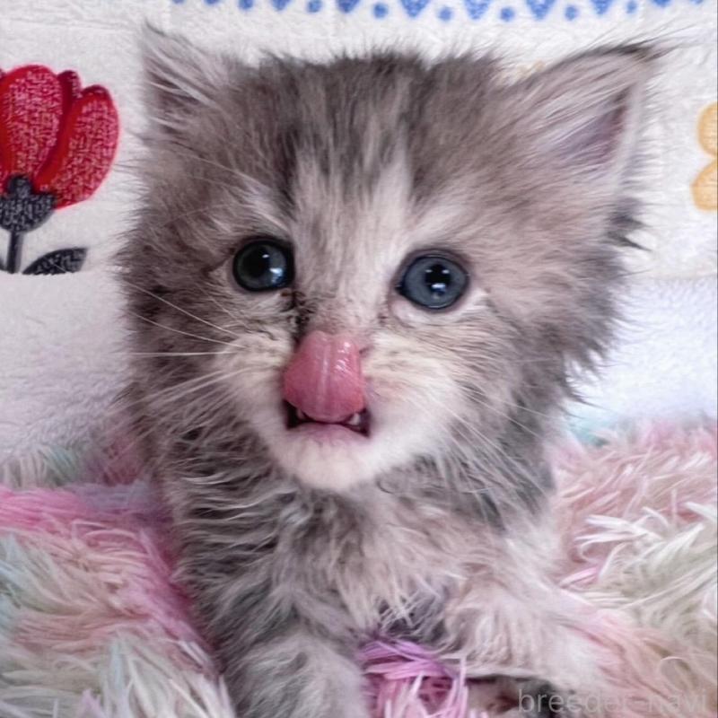 販売中の千葉県のラガマフィン-137937の5枚目