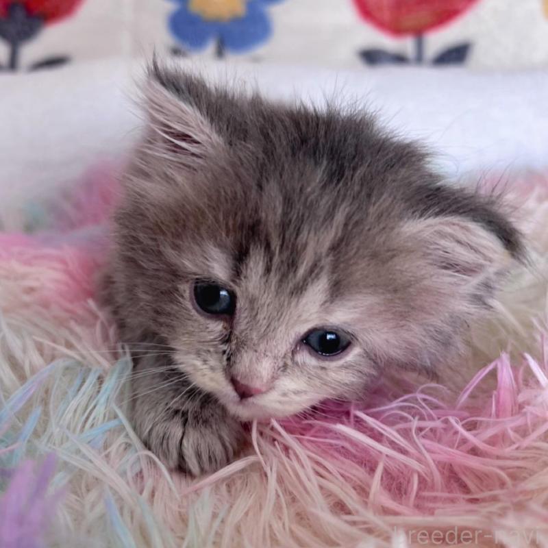 販売中の千葉県のラガマフィン-137937の4枚目