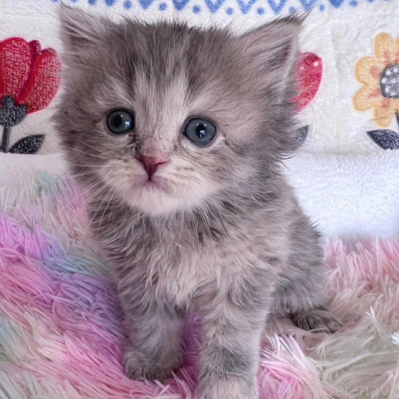 販売中の千葉県のラガマフィン-137937の3枚目