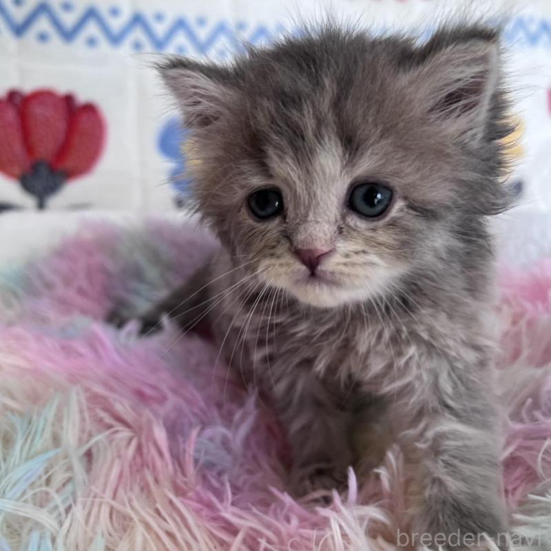 販売中の千葉県のラガマフィン-137937の2枚目