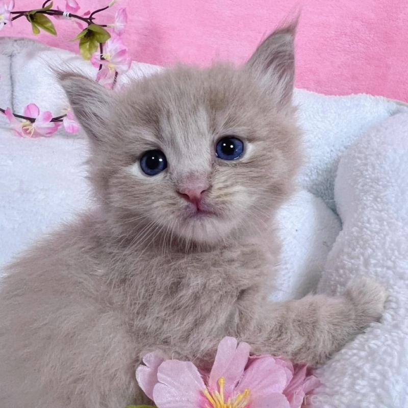 販売中の千葉県のサイベリアン-137938の6枚目