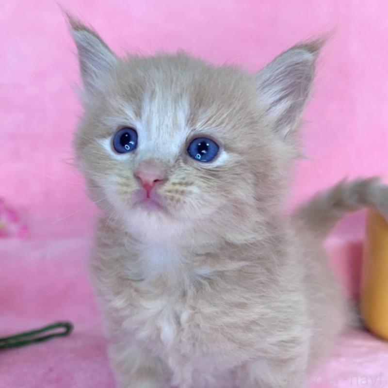 販売中の千葉県のサイベリアン-137938の1枚目