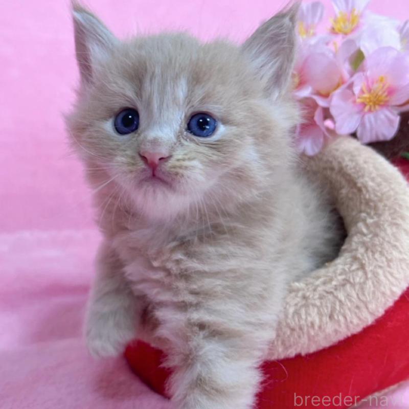 販売中の千葉県のサイベリアン-137938の5枚目