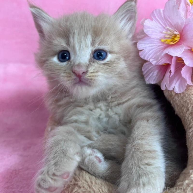 販売中の千葉県のサイベリアン-137938の4枚目