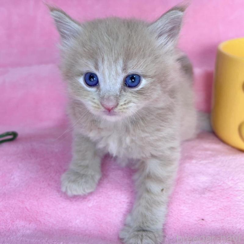 販売中の千葉県のサイベリアン-137938の3枚目