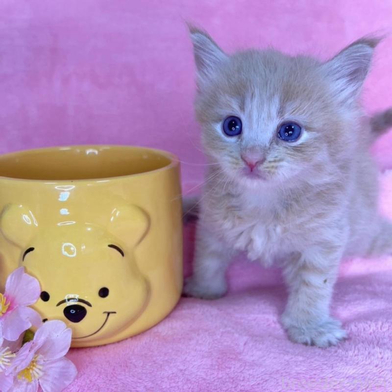 販売中の千葉県のサイベリアン-137938の2枚目